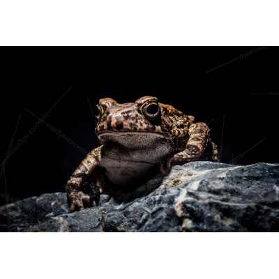 Bufo camerunensis